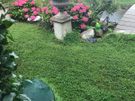 Garden services Image 3