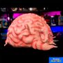 Teenage Mutant Ninja Turtles Krang 1:1 Latex Prop Trick or Treat Studios Image 4