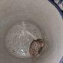 Antique Frog Surprise Mug Image 6