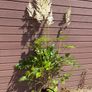 Tall Astilbe Image 4