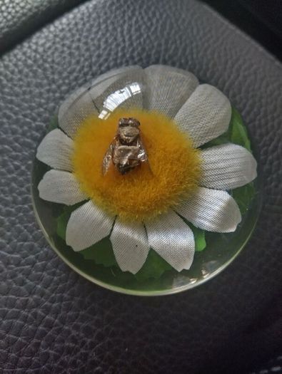 paperweight with bee inside on a daisy.Hard plastic