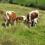 Pedigree Irish Moiled cows with bull calf at foot Image 10