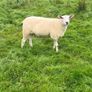 Pedigree NR Belclare Hoggets Image 3