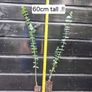 Eucalyptus Gunnii Image 10