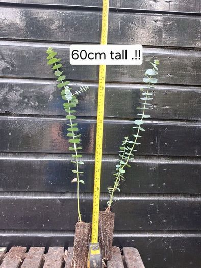 Eucalyptus Gunnii