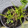 garden plants Image 2