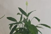 peace lily