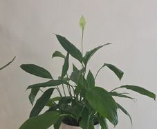 peace lily
