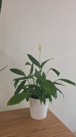 peace lily