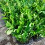 Laurel Hedging Image 8