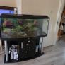 Fish Image 2