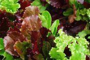 (L) Lettuce Baby Leaf seeds 2g (125586)