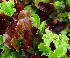 (L) Lettuce Baby Leaf seeds 2g (125586)