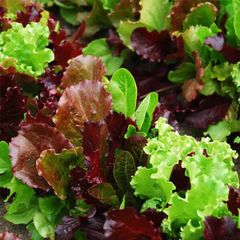 (L) Lettuce Baby Leaf seeds 2g (125586)