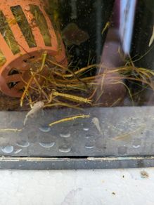Neocaridina shrimp