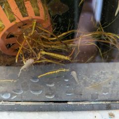 Neocaridina shrimp