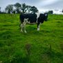 British Fresian springing heifers Image 9
