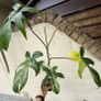 Rare Houseplant Philodendron Florida Beauty Image 2