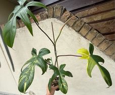 Rare Houseplant Philodendron Florida Beauty