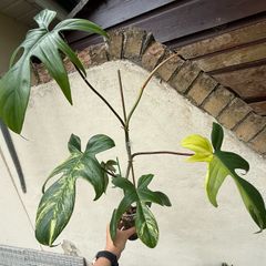Rare Houseplant Philodendron Florida Beauty