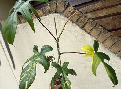 Rare Houseplant Philodendron Florida Beauty