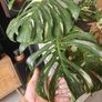Monstera Collection Image 6
