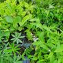 Large Evergreen Flowering Shrubs Image 9