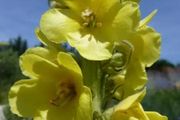 Verbascum Plants