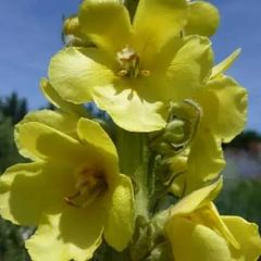 Verbascum Plants