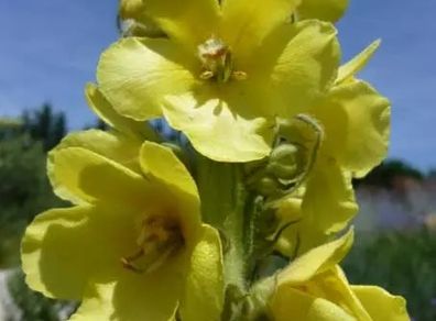 Verbascum Plants