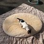 bed dogs Image 2