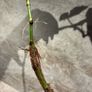 plant Polka Dot Begonia Image 5