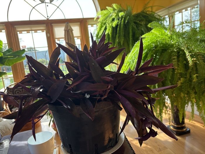 indoor plant