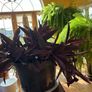 indoor plant Image 2