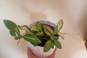 flowers hoya