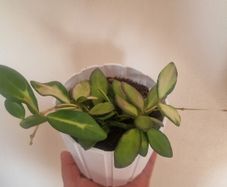 flowers hoya