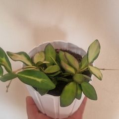 flowers hoya