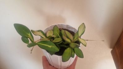 flowers hoya