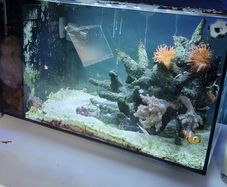 Marine tank