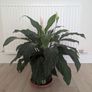Peace Lily plant Image 2