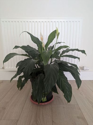 Peace Lily plant