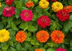 Zinnia 