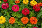 Zinnia "Thumbelina" Seeds