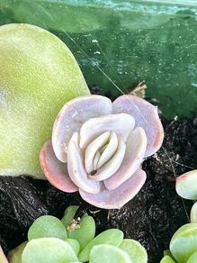 plant
