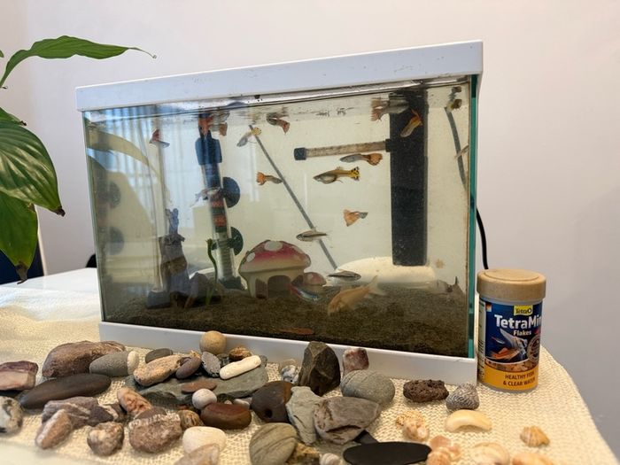 Fish tank with fish