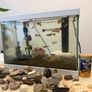 Fish tank with fish Image 4