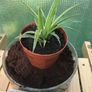 SpiderPlants - multiple sizes available! Image 7