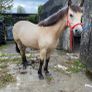 Connemara Filly Image 5