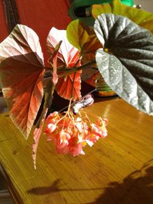 Angel Wing Begonia Plant