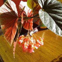 Angel Wing Begonia Plant